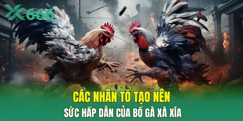 Các nhân tố tạo nên sức hấp dẫn của bồ gà Xà Xía